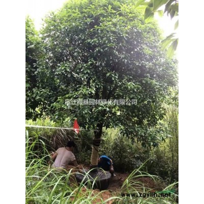 柳树·柳树图片·柳树种植基地