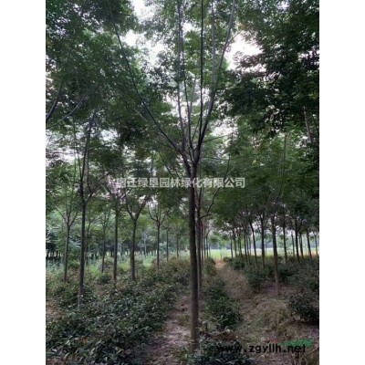 馒头柳·馒头柳图片·馒头柳种植基地