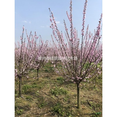 嵊州钱景园林供应4-6米桂花树 5米精品桂花