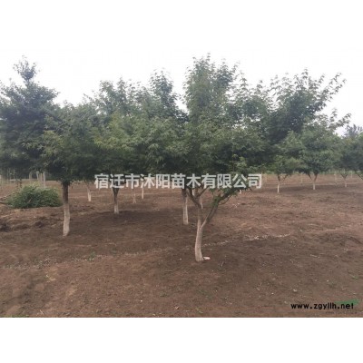 迎夏价格_迎夏图片_迎夏产地_迎夏绿化苗木苗圃基地