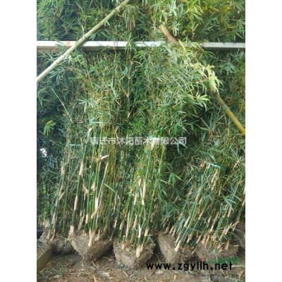 无刺枸骨球价格_无刺枸骨球产地_无刺枸骨球绿化苗木苗圃基地