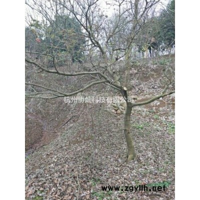 供应冠幅良好的精品红枫出售