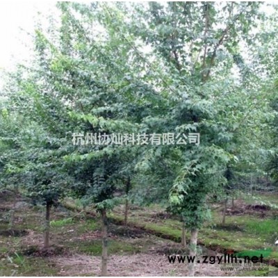 供应7-20公分原生羽毛枫精品苗