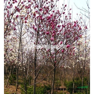 供应精品15--35公分杏梅出售