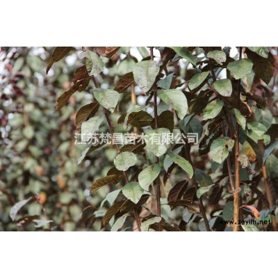 红花草  红花草基地 红花草价格介绍/特征/用途