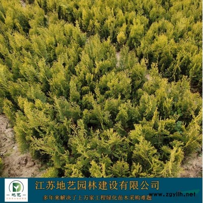 江苏大叶扶芳藤基地 江苏大叶扶芳藤价格 江苏大叶扶芳藤图片