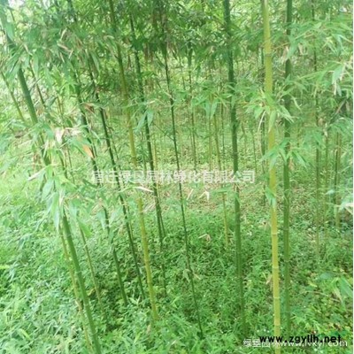 江苏栾树价格 江苏黄山栾树 栾树供应 黄山栾树批发