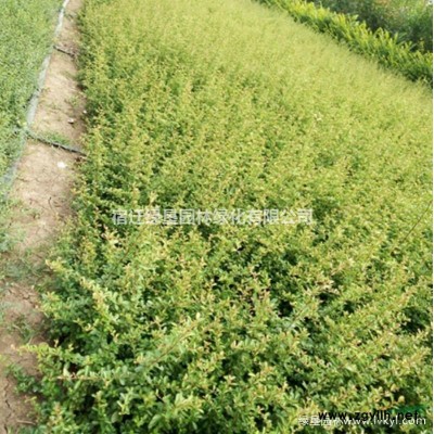 金丝垂柳·金丝垂柳图片·金丝垂柳种植基地