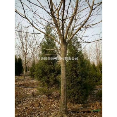 欧洲月季·欧洲月季图片·欧洲月季种植基地