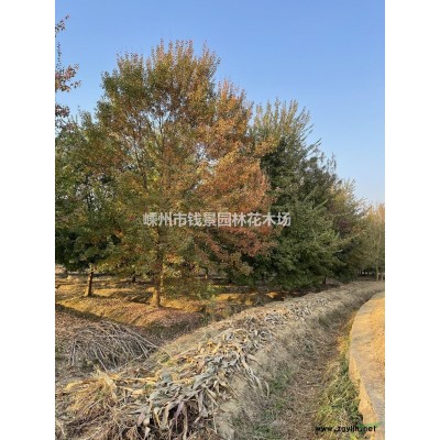 嵊州钱景园林供应18-25公分精品紫薇