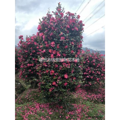 浙江供应12-18公分精品移栽红梅