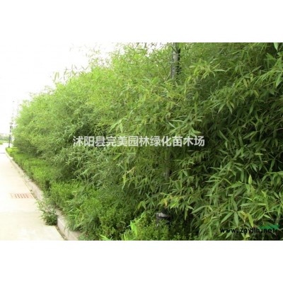 供应百慕大_百慕大草坪_果岭草