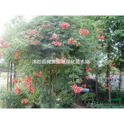 供应红花草_红花醡浆草_红花炸酱草