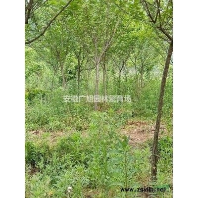 大量供应当年三角枫小苗