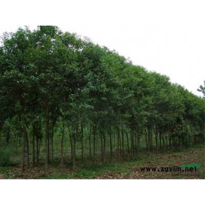 处理5公分大叶女贞800棵