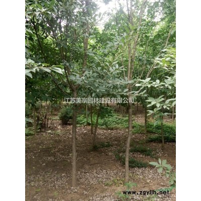 青桐价格_青桐图片_青桐产地_青桐绿化苗木苗圃基地