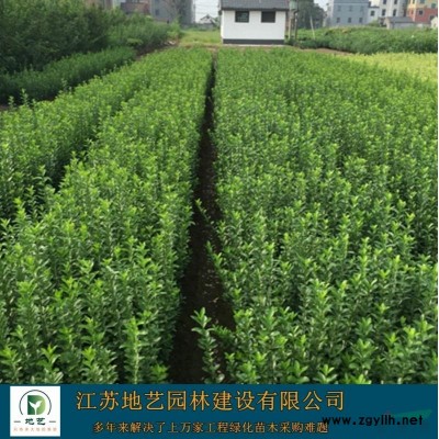 供应丛生紫荆小苗 江苏丛生紫荆小苗产地 江苏地艺园林苗圃基地