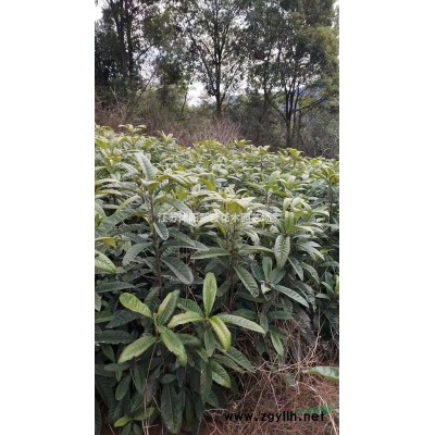 法国冬青价格_法国冬青产地_青叶珊瑚苗圃基地