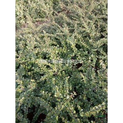 江苏供应丛生紫荆 巨紫荆价格规格*