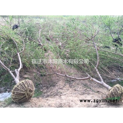 榉树价格_榉树图片_榉树产地_榉树绿化苗木苗圃基地