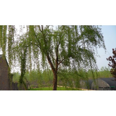 优质特价毛桃树 桃树 绿叶碧桃 青叶碧桃产地直销