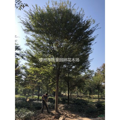 浙江乐昌含笑新报价 嵊州乐昌含笑供应 南方乐昌含笑批发