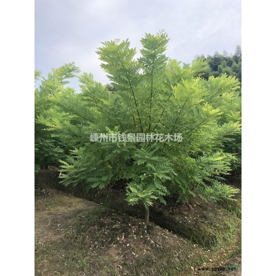 优质特价黄金槐产地直销 5-15公分黄金槐批发供应