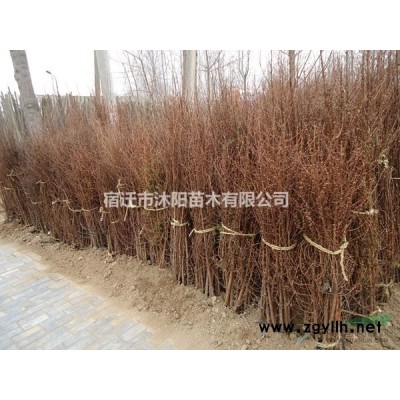 竹柳价格_竹柳图片_竹柳产地_竹柳绿化苗木苗圃基地