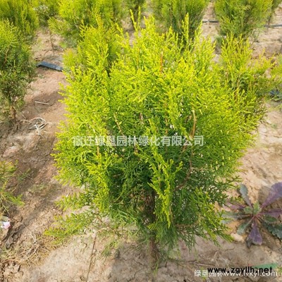 江苏木瓜价格 木瓜海棠基地 木瓜海棠价格 木瓜树