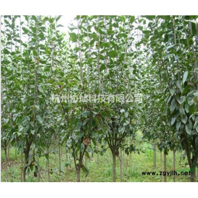 供应丛生黄金槐200-400冠幅