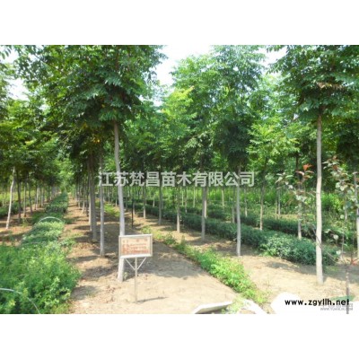 洒金柏球基地 洒金柏球价格介绍/特征/用途