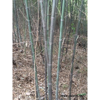 瓜子黄杨、瓜子黄杨苗