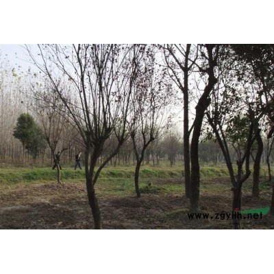 香樟 桂花 白玉兰 紫薇 合欢 广玉兰 朴树 红叶李