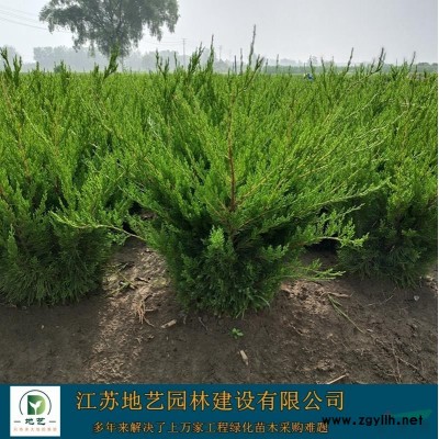 基地直销常青藤 常青藤照片 江苏常青藤产地