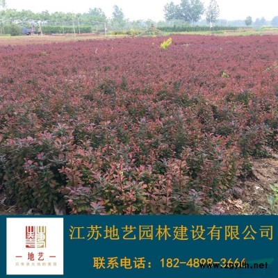 常春藤 常春藤产地 江苏地艺园林苗圃基地