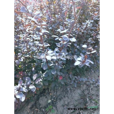 江苏蔷薇 江苏藤本蔷薇 江苏红花蔷薇 江苏小果蔷薇