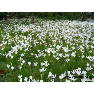供应樱花_日本晚樱花_晚樱规格*