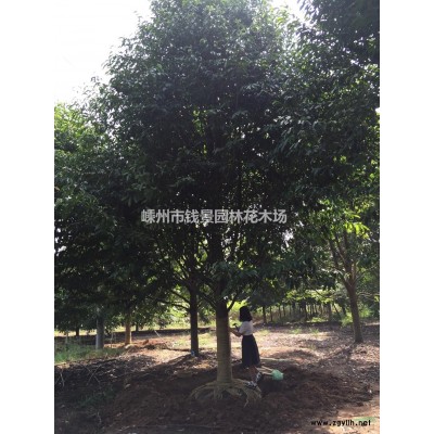 浙江供应12-25公分精品三角枫