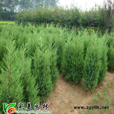 供应水生植物芦苇