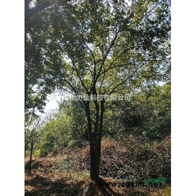 供应木芙蓉150-200-250冠幅