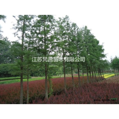 大量出售混播草坪四季青草坪草籽