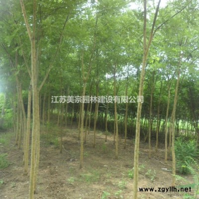 供应大小规格蔷薇