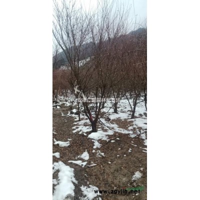 红叶石楠柱