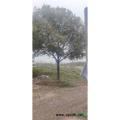 红叶石楠光球