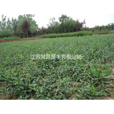 无刺枸骨球基地 无刺枸骨球价格介绍/特征/用途