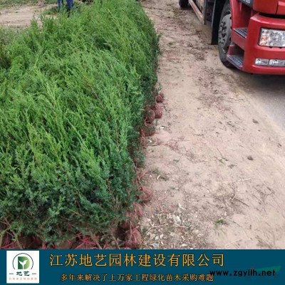 地艺苗圃大量北京桧柏 北京桧柏基地 北京桧柏图片