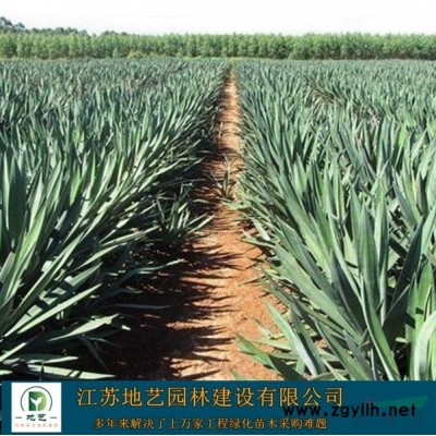 常年米径(胸径)5公分、8公分、10公分、12公分构树