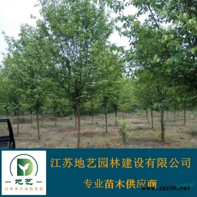 小叶扶芳藤价格_小叶扶芳藤产地_大叶扶芳藤绿化苗木苗圃基地