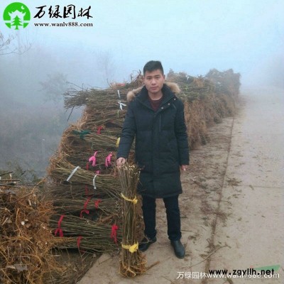 「洒金柏球」苗圃洒金柏球_价格_图片