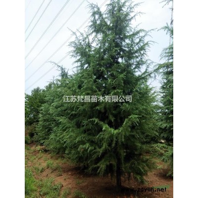 江苏马兰花价格 马兰花基地批发/供应
